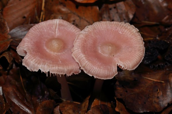 Rose bonnet