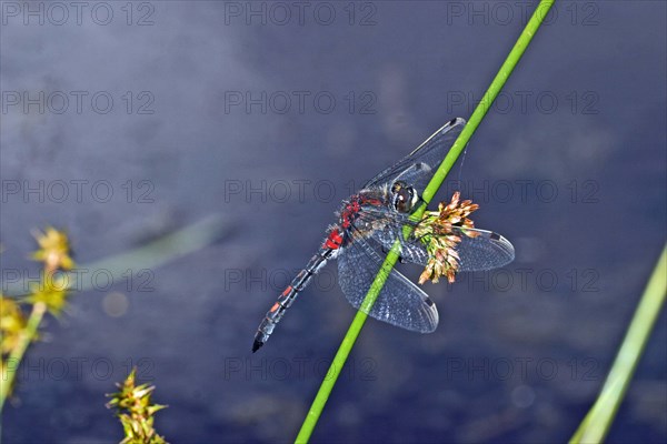 White damselfly