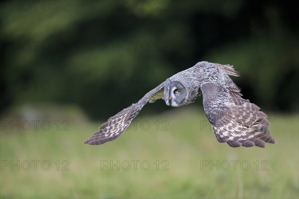 Great Grey Owl