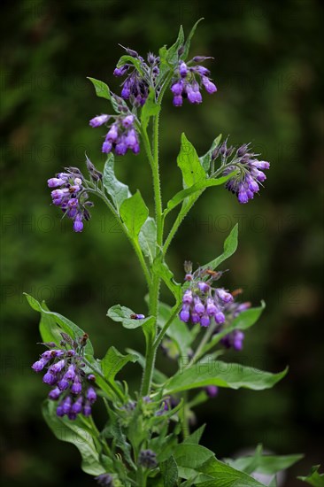 Common common comfrey