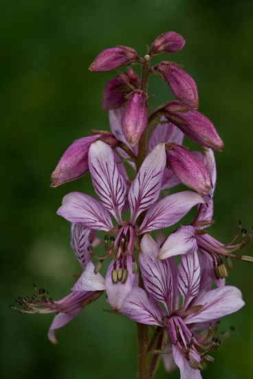 Burning bush