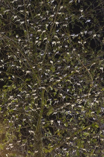 Pied Wagtail