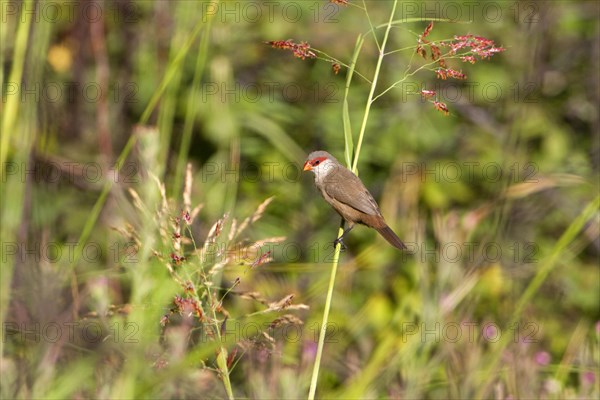 Common common waxbill