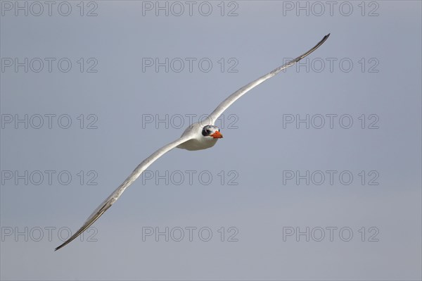 Caspian tern