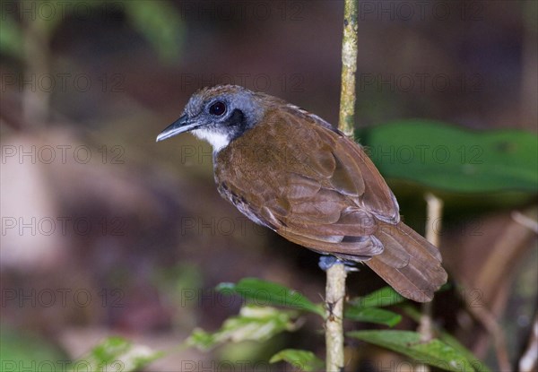 Bicoloured Antbird