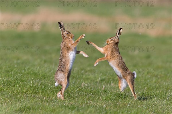 European Hare