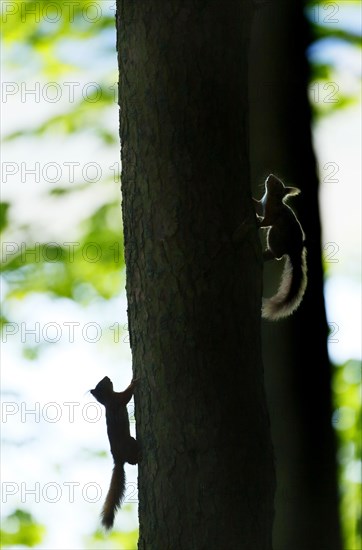 Eurasian Red Squirrel