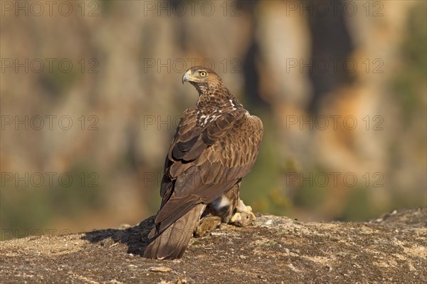 Bonelli's Eagle