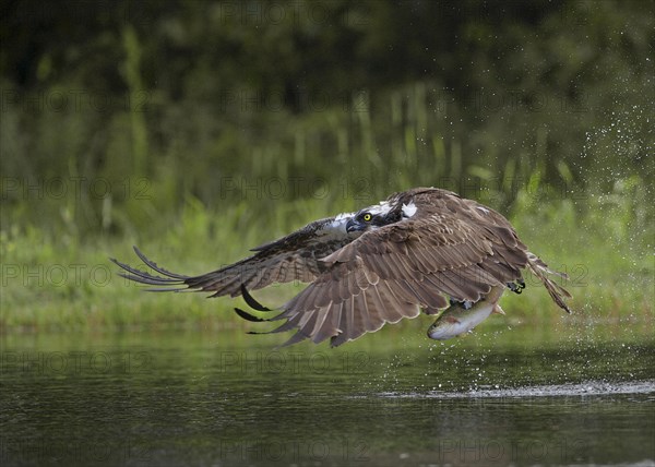 Osprey