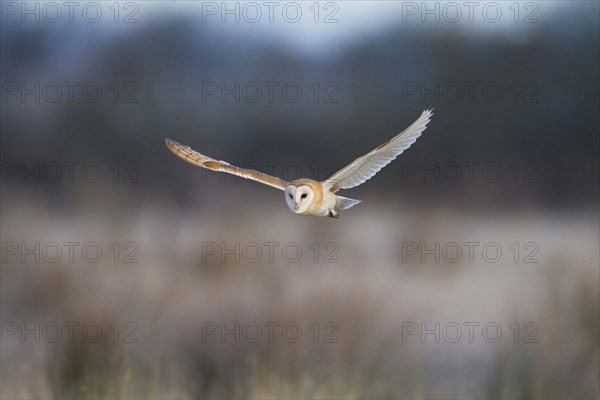 Common barn owl