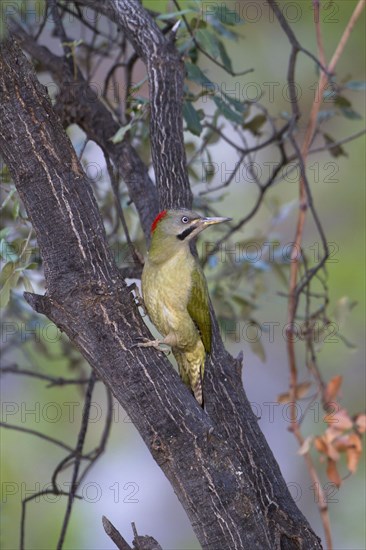 Levaillant's Woodpecker