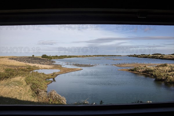 Looking north from the Sanctuary hide at RSPB Snettisham over oystercatchers and greylag geese roosting on the autumn tide