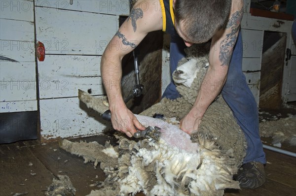 Sheep farming