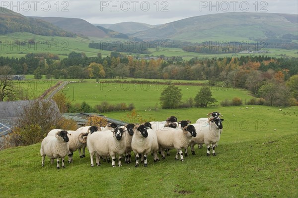 Domestic sheep