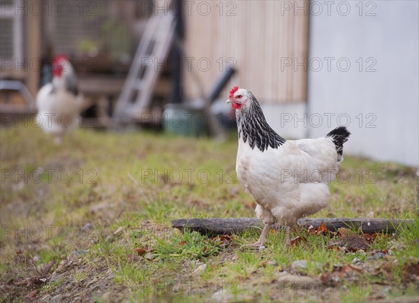 Domestic fowl