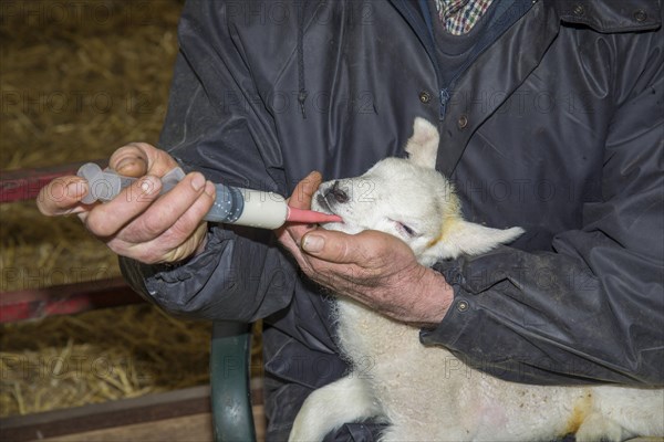 Sheep farming