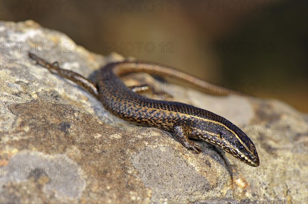 Striped skink