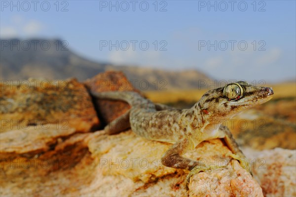 Socotra Leaf-toed Gecko