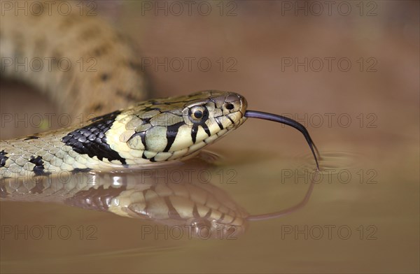 Grass Snake