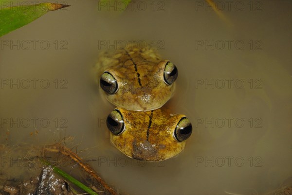 Rosenberg's Gladiator Treefrog