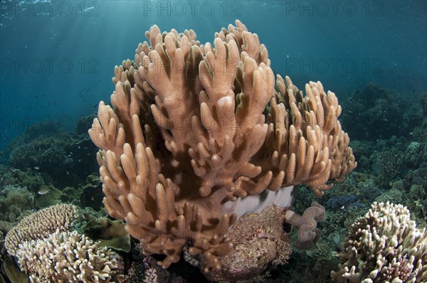 Soft coral