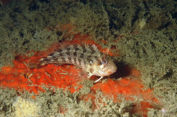 Blennius gattorugine