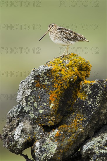 Common Snipe