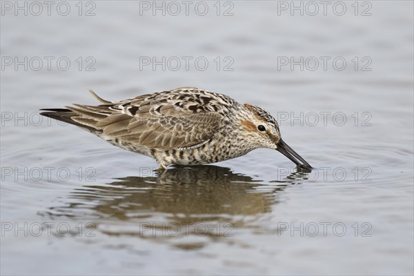 Stilt Sandpiper