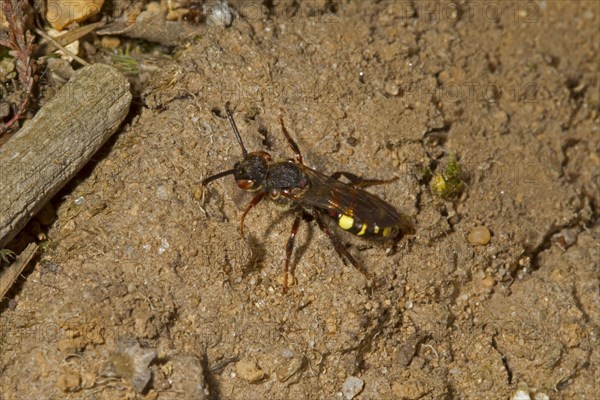 Cuckoo bee