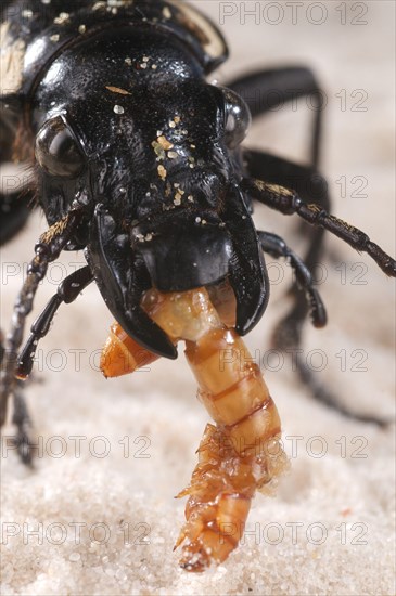 Six-spotted ground beetle