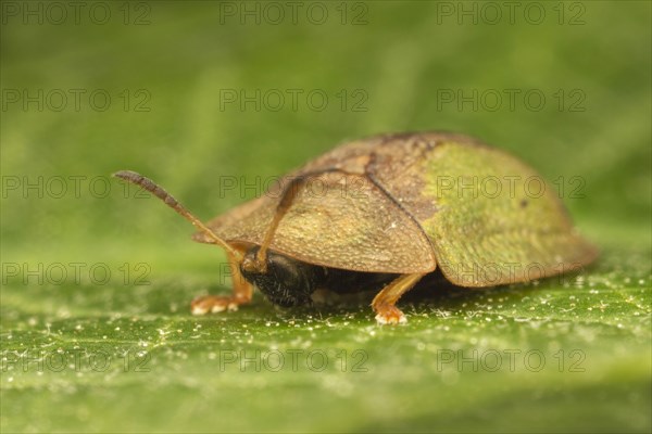 Green Tortoise Beetle