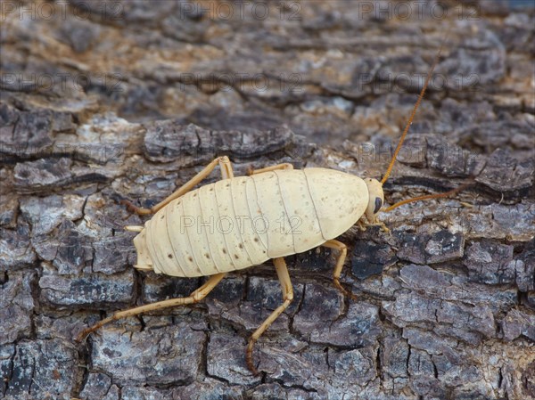 Adult bush cockroach