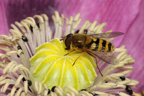 Large Hoverfly