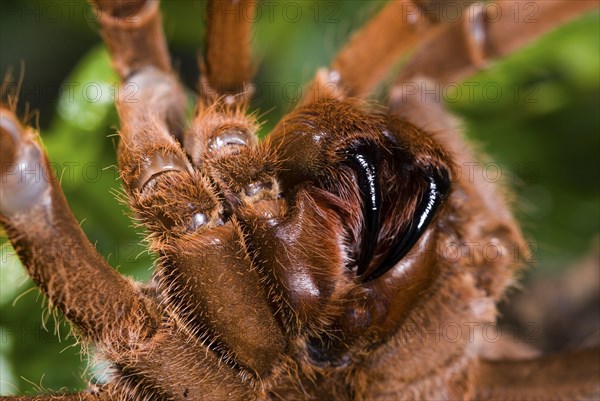Kenya giant tarantula