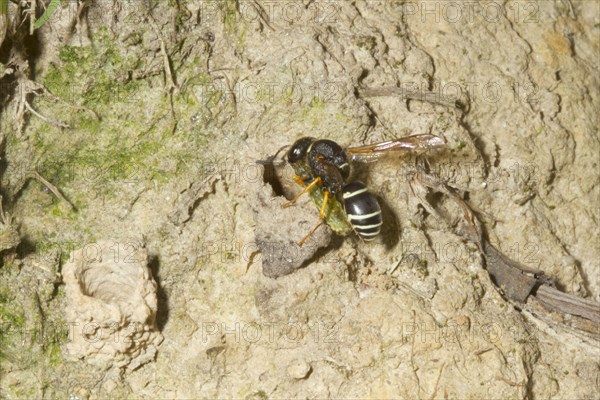 Fen Mason Wasp