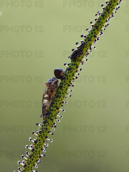 Portuguese sundew