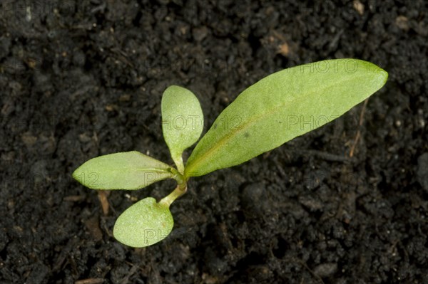 Polygonum vulgaris