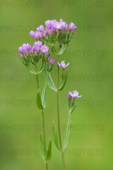 Erythraea centaurium