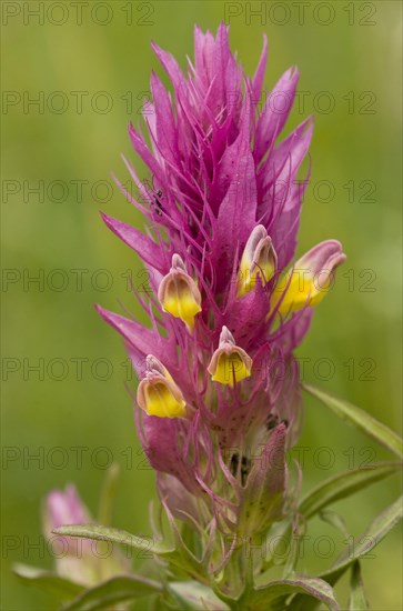 Field field cow-wheat