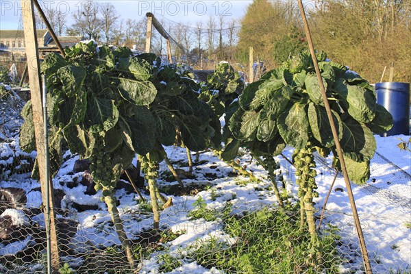 Brussels Sprout