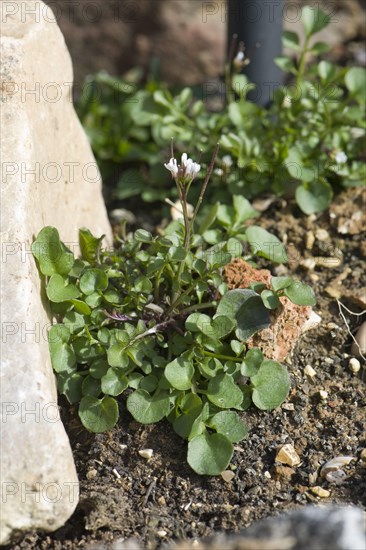 Hairy bittercress