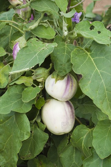 Solanum melongina