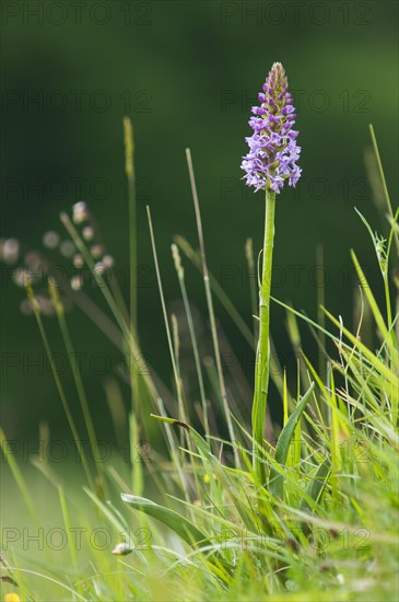 Fragrant Orchid