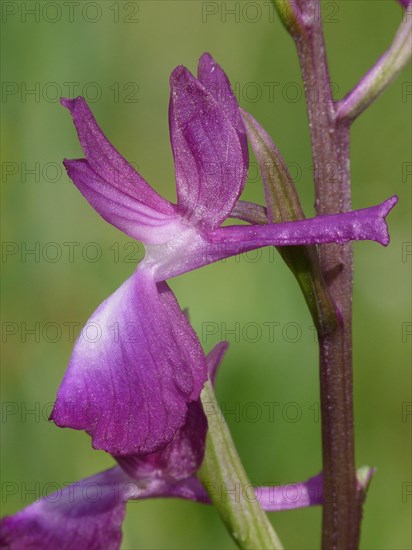 Loose-flowered Orchid