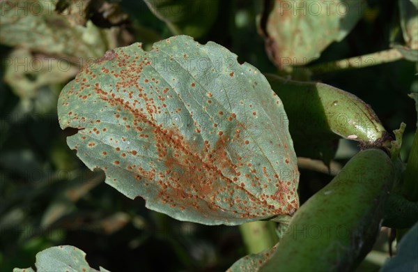 Broad bean rust