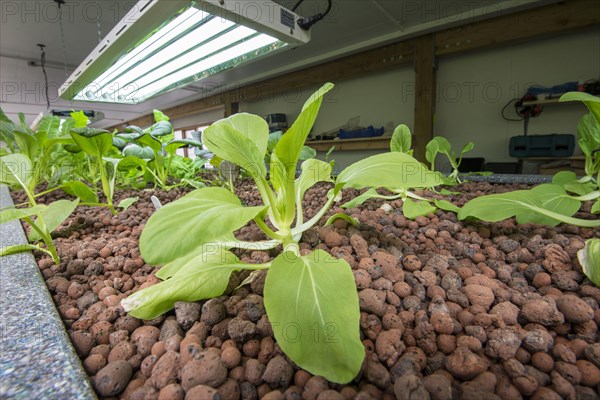 Pak choi grows in aquaponics unit