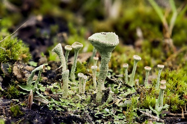 Cup Lichen