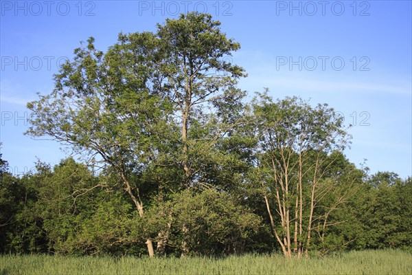 Common black alder