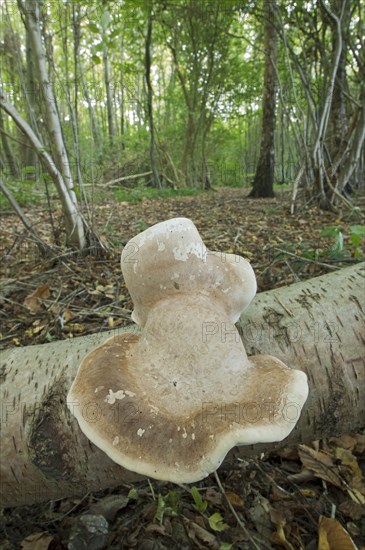 Warty birch