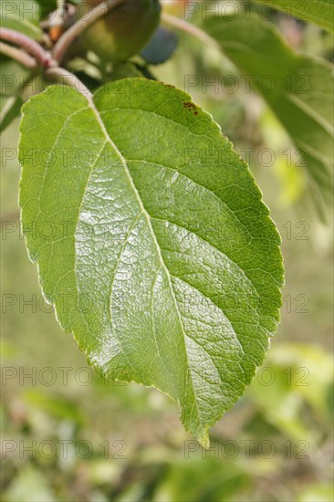 Cultivated Apple